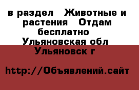  в раздел : Животные и растения » Отдам бесплатно . Ульяновская обл.,Ульяновск г.